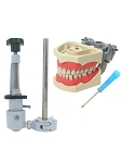 860 Upper and Lower Soft Gingiva Jaws with 32 Removable Teeth and KaVo Magnetic Disc